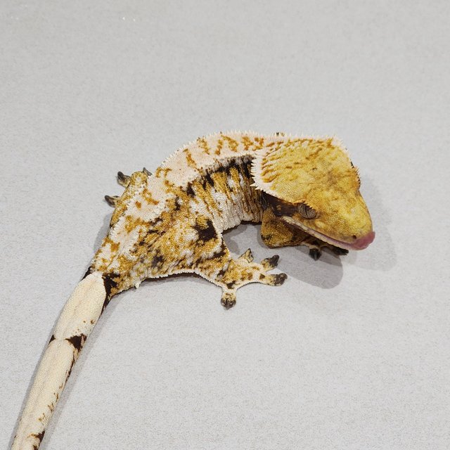 트라이 익스트림할리퀸 화이트스팟 바브 드리피 화이트핀