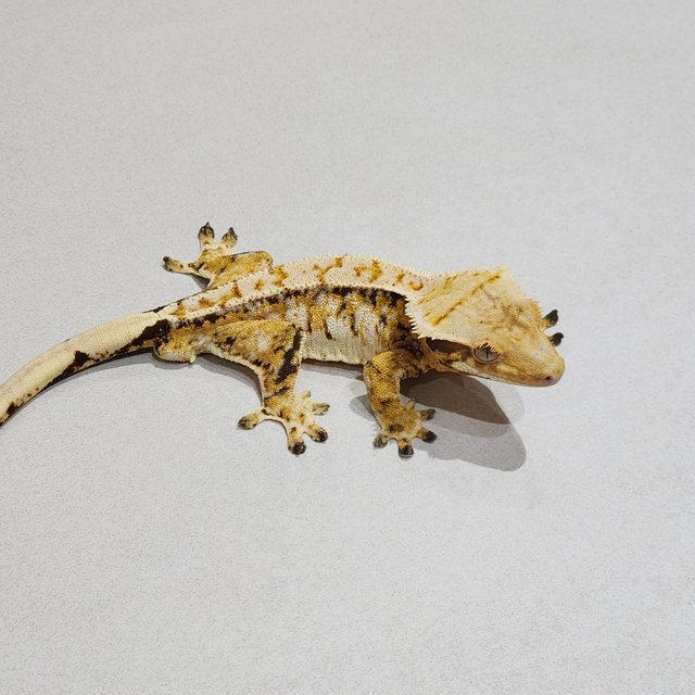 Tri Extreme Harlequin White Spot White Pin