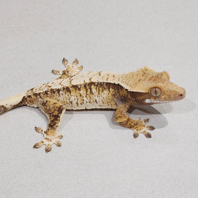 트라이 익스트림할리퀸 화이트스팟