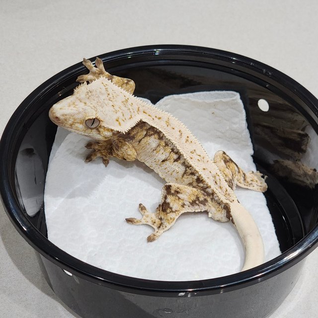 풀핀 드리피 화이트스팟 화이트핀