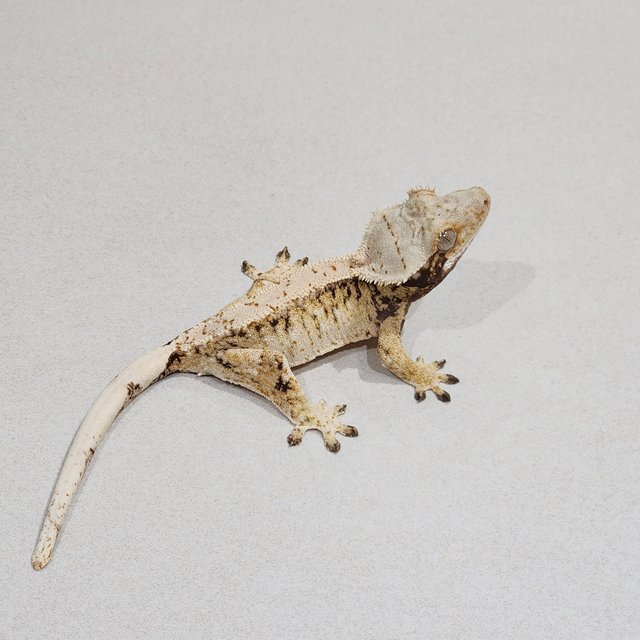 Tri Extreme Harlequin White Spot Drippy