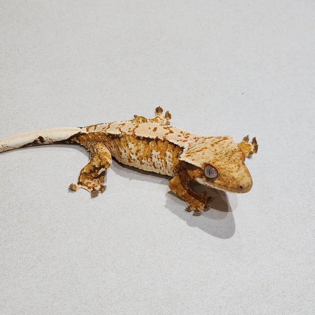 White Crown Tri Extreme Harlequin White Spot