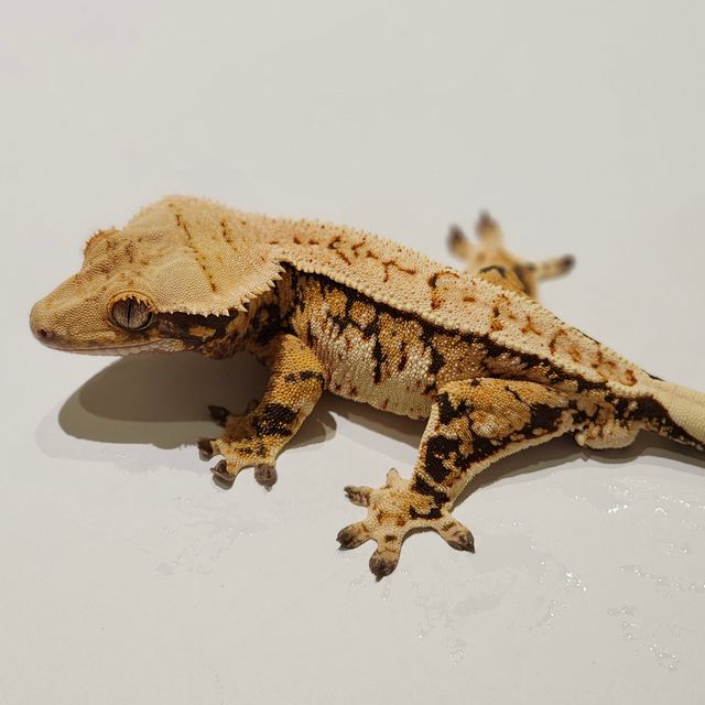Full Pinstripe Extreme Harlequin Tri