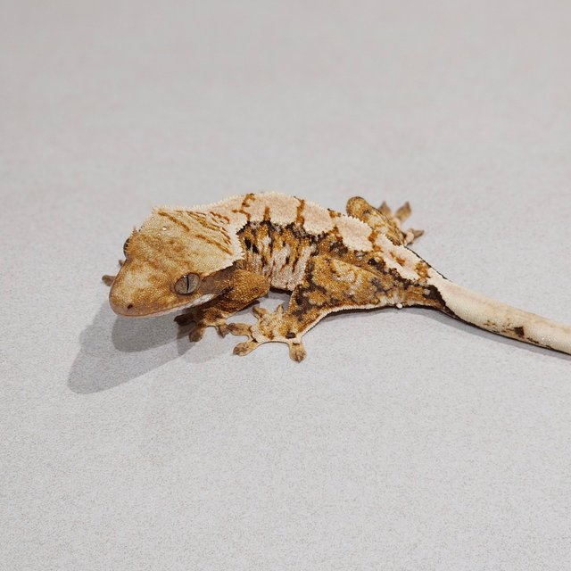 White Pin White Spot Extreme Harlequin Tri