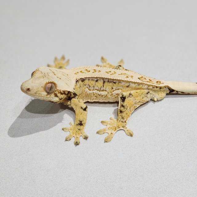 Full Pinstripe Quad Drippy White Spot