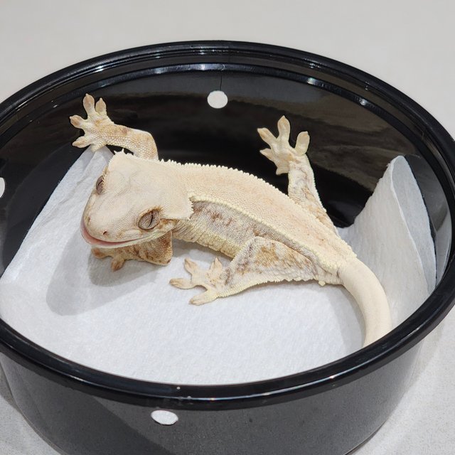 Solid Back Lilly White