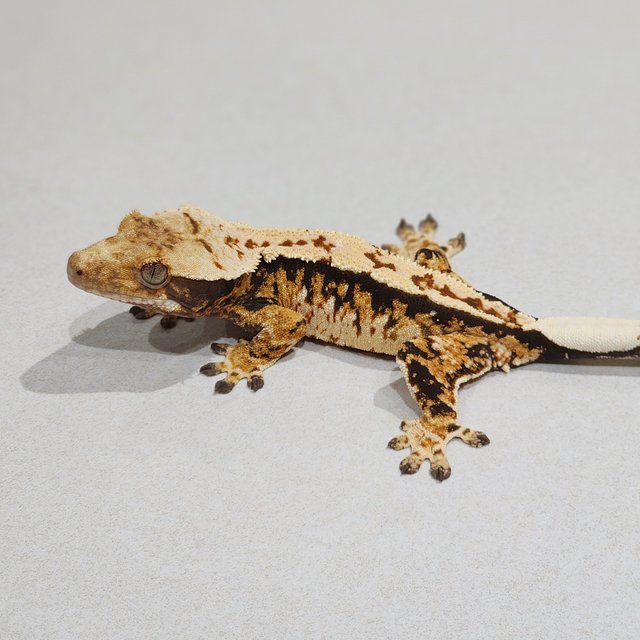 Tri Extreme Harlequin White Spot