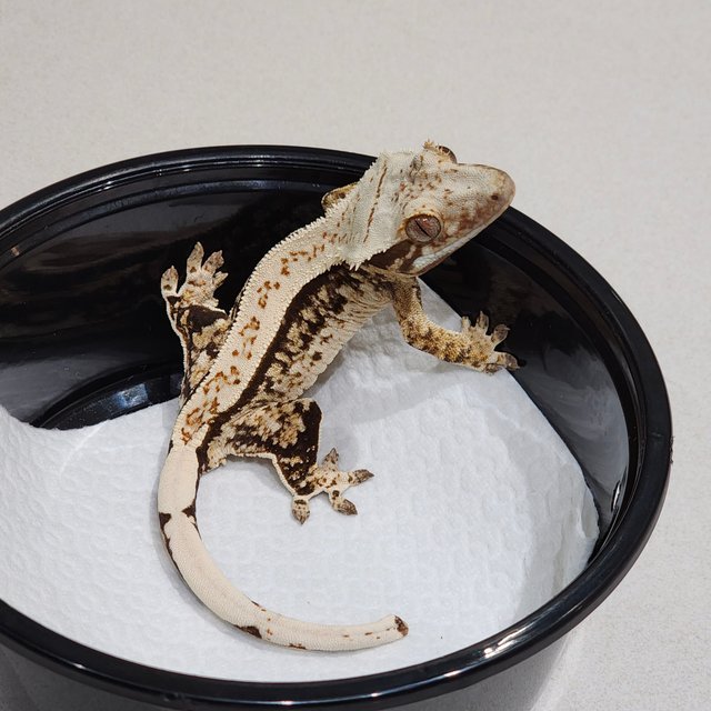 드리피 쿼드 화이트스팟