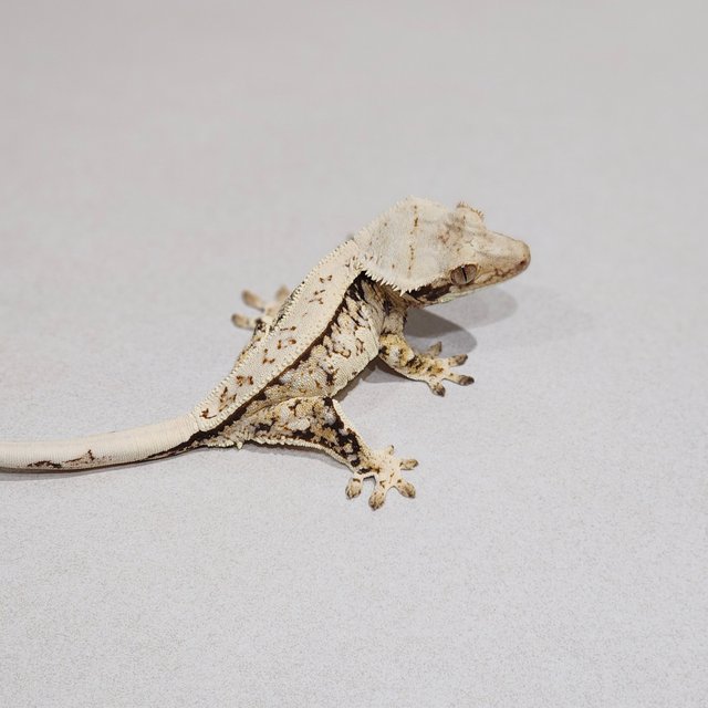 Full Pinstripe Tri Extreme Harlequin White Spot White Pin