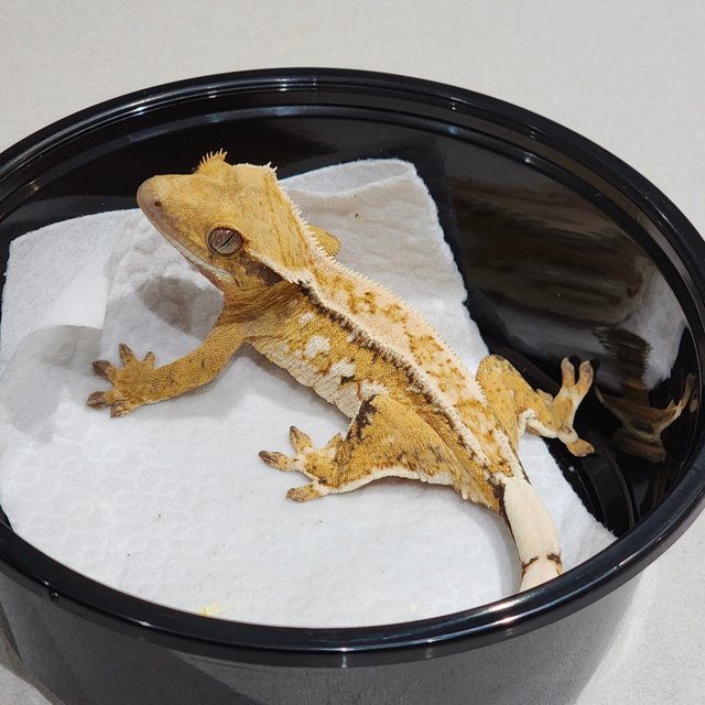 화이트크라운 드리피 트라이 익스트림할리퀸