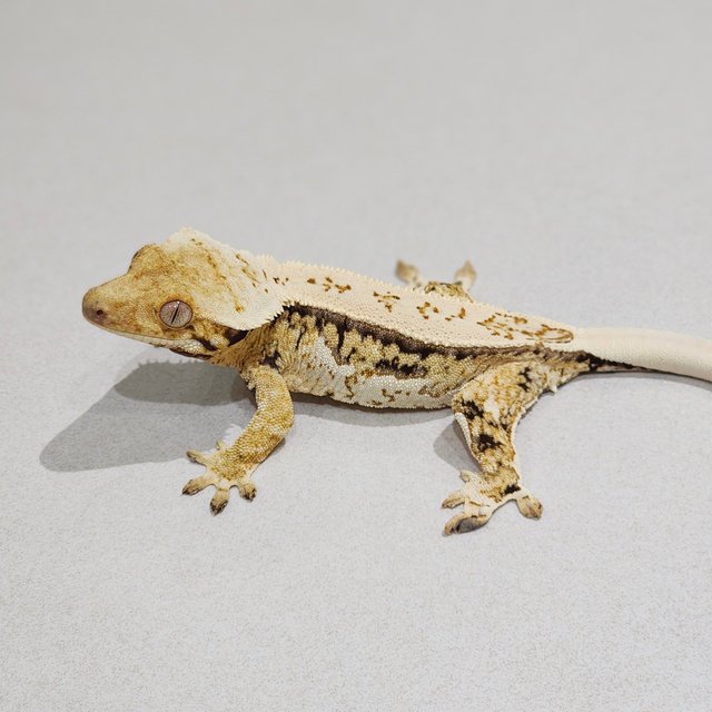 Drippy White Spot Quad White Crown