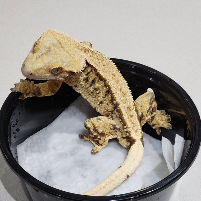 트라이 익스트림할리퀸