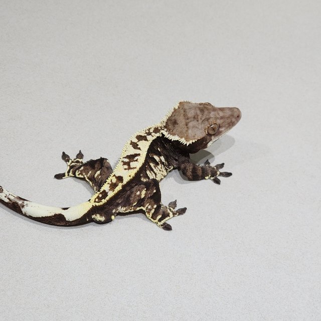 Cappuccino Full Pinstripe White Pin