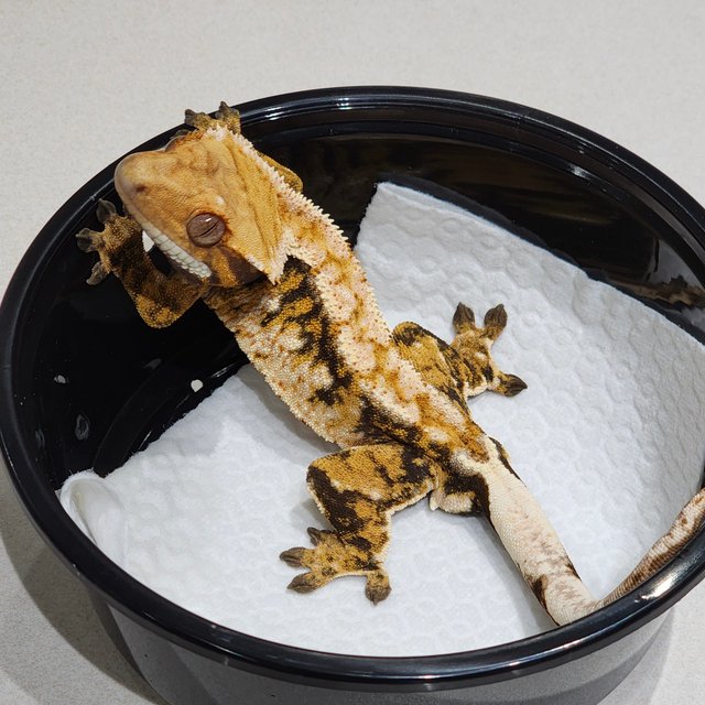 White Crown Tri Extreme Harlequin