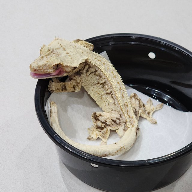 White Spot Full Pinstripe Drippy