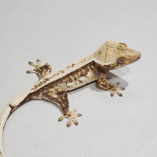 Full Pinstripe Quad Drippy White Spot