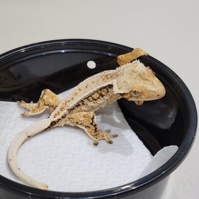 Drippy Tri Quad White Spot White Crown