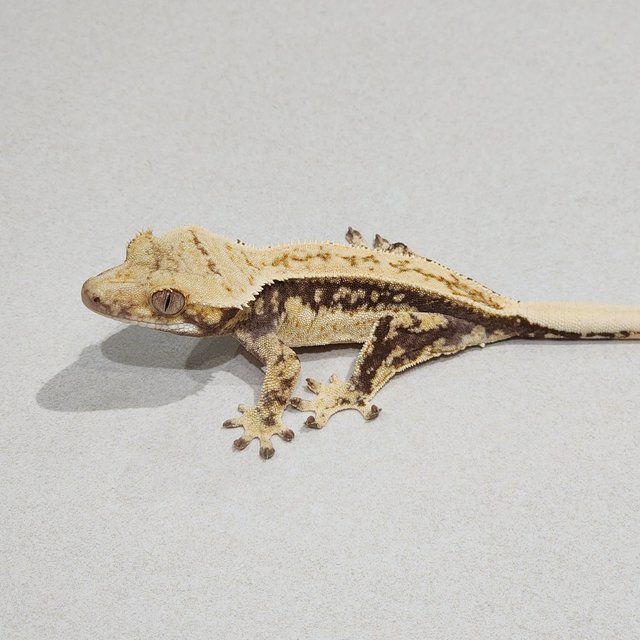 Full Pinstripe Drippy Quad White Spot