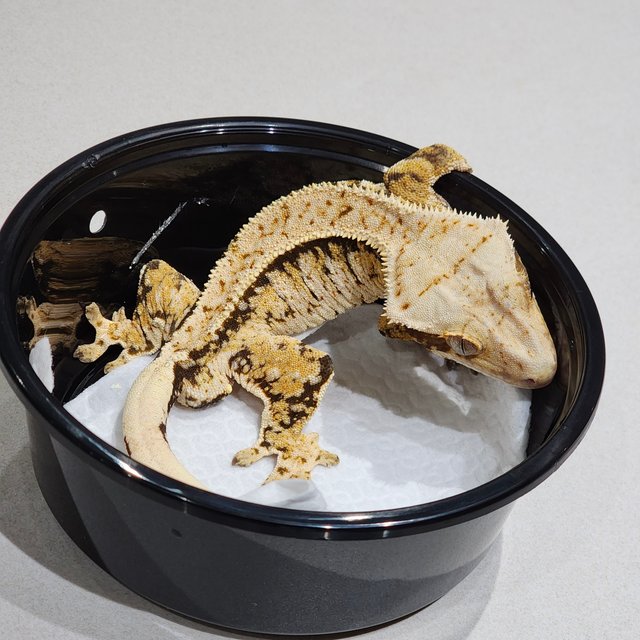 White Spot Tri White Crown Extreme Harlequin