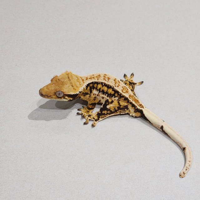 Zengex Tri White Pin Extreme Harlequin Drippy