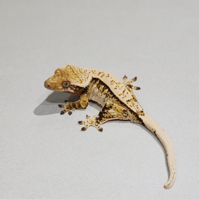 White Pin White Spot Zengex Extreme Harlequin Tri