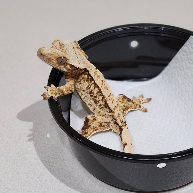 드리피 쿼드 화이트스팟