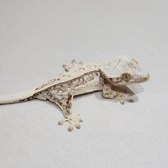 Full Pinstripe Quad Drippy White Spot Brindle