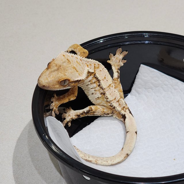 드리피 화이트스팟 트라이 익스트림할리퀸 화이트크라운 화이트핀