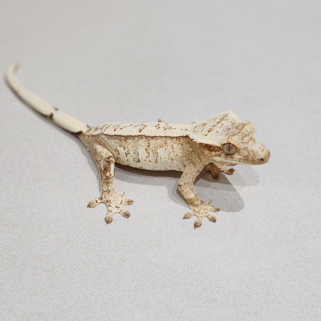 Cream Drippy White Spot