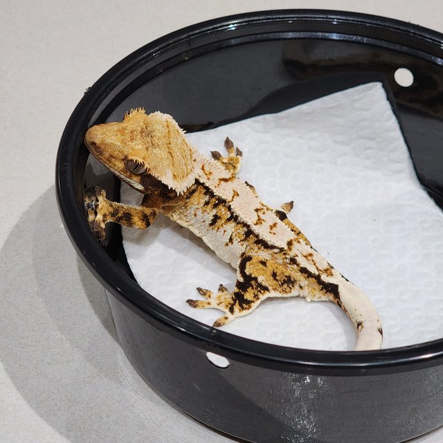 White Crown Drippy Tri Extreme Harlequin White Spot White Pin