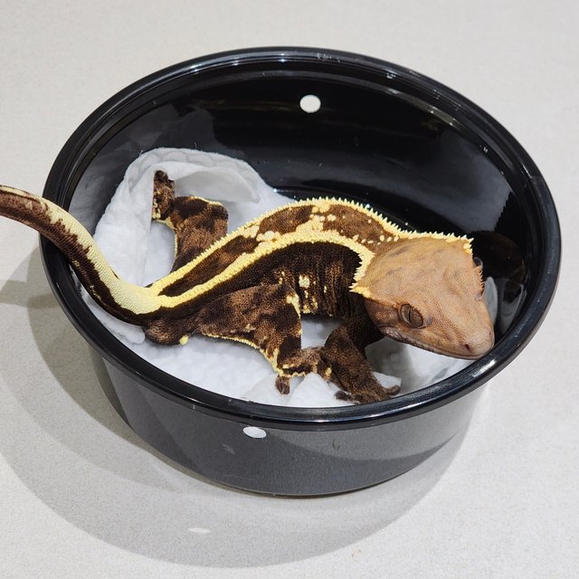 풀핀 화이트크라운 카푸치노