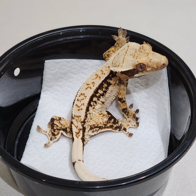 Drippy Quad White Spot Tri