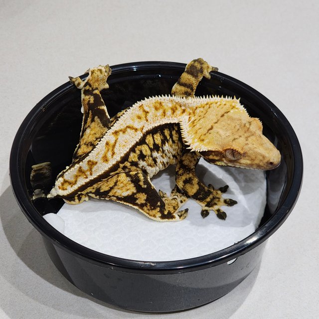 풀핀 화이트크라운 트라이 화이트스팟 익스트림할리퀸