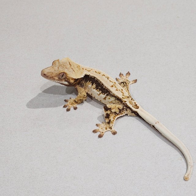 드리피 화이트스팟