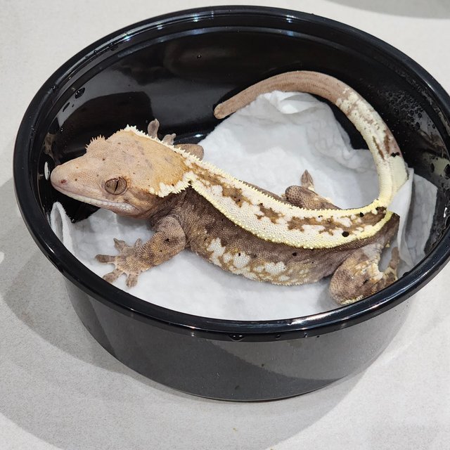 풀핀 화이트크라운 카푸치노