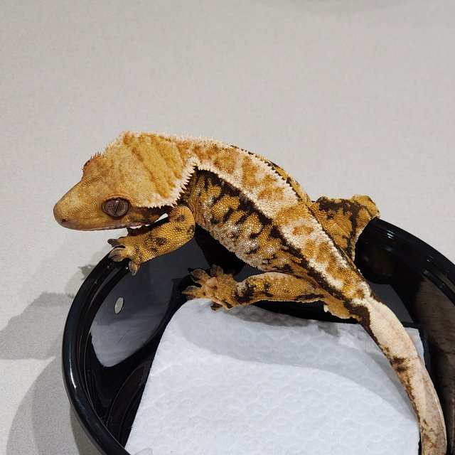 White Crown Tri Extreme Harlequin