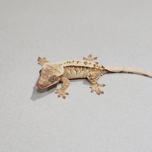 크림 드리피 화이트스팟