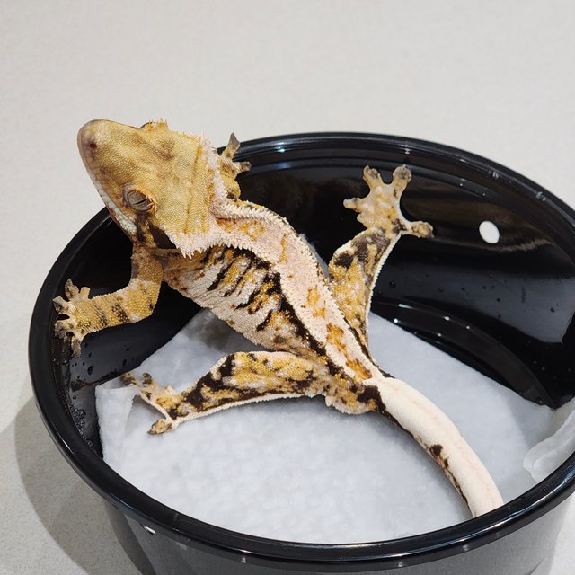 White Pin White Crown Tri Extreme Harlequin White Spot