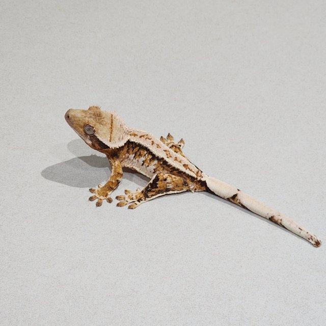 화이트핀 드리피 트라이 익스트림할리퀸