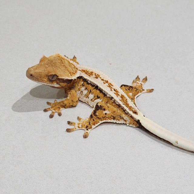 Extreme Harlequin Drippy Tri Full Pinstripe White Crown White Pin