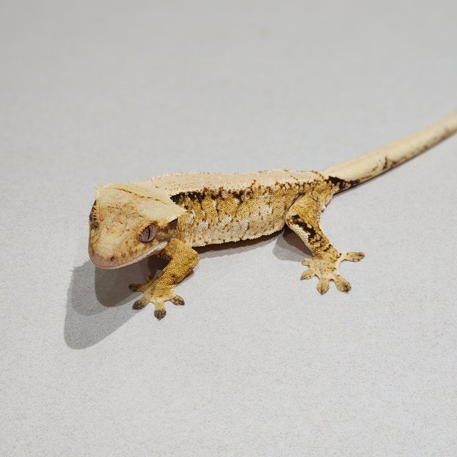 Tri Extreme Harlequin Solid Back White Spot