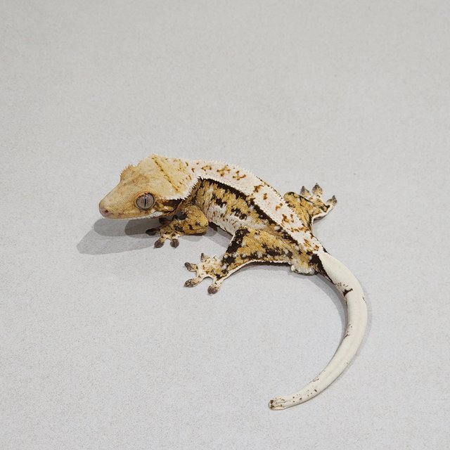 White Pin White Spot Tri Extreme Harlequin