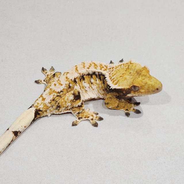 트라이 익스트림할리퀸 화이트스팟 바브 드리피 화이트핀