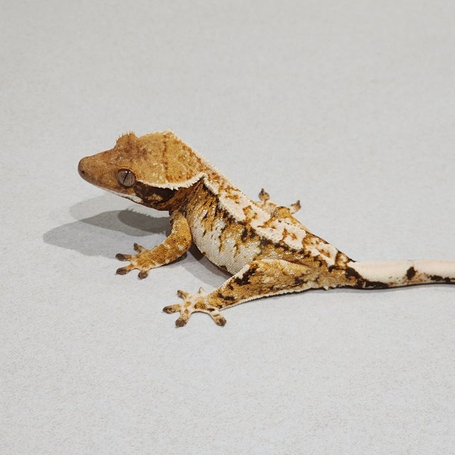 White Crown Tri Extreme Harlequin White Spot