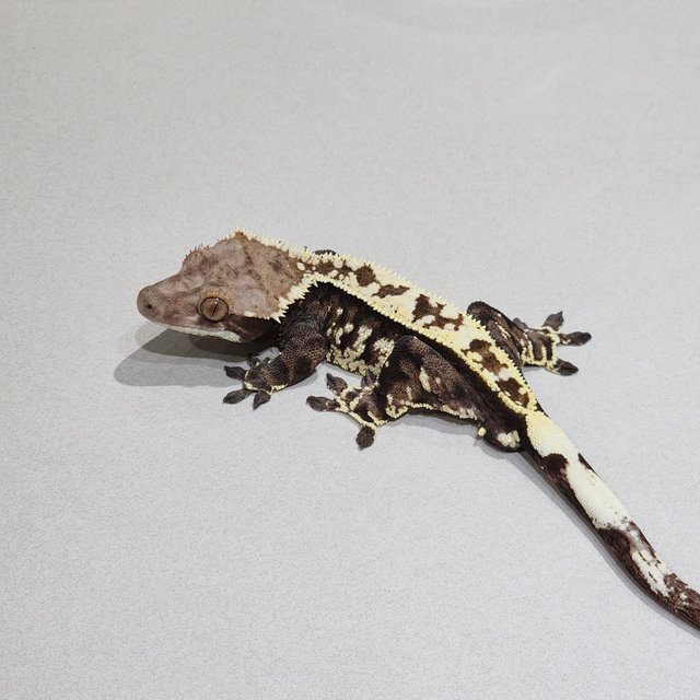 Cappuccino Full Pinstripe White Pin