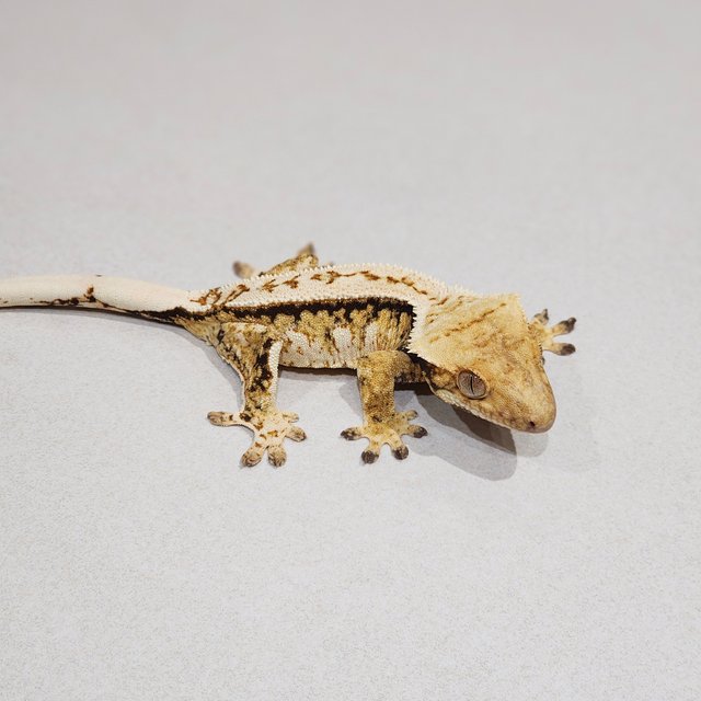 Drippy Tri Extreme Harlequin