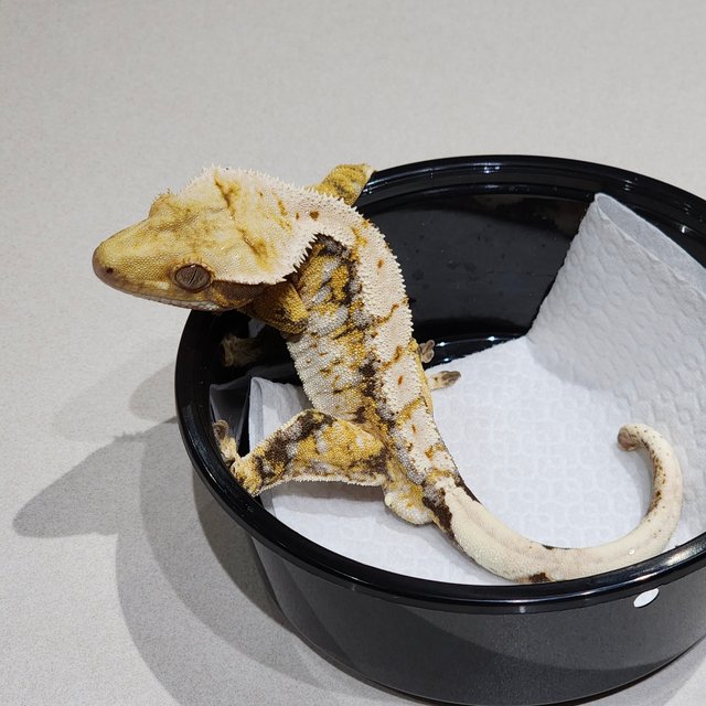 White Crown Tri Drippy White Spot Extreme Harlequin