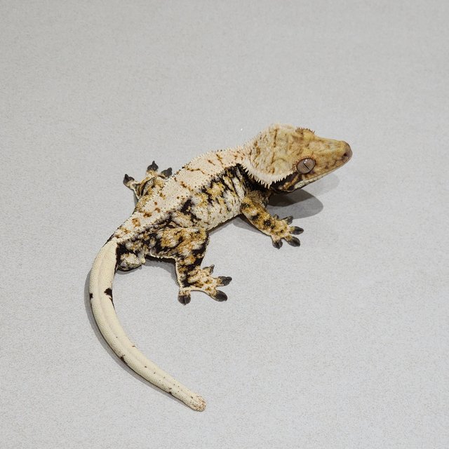 Extreme Harlequin Zengex White Pin Drippy Tri