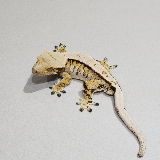 Tri Barb Extreme Harlequin