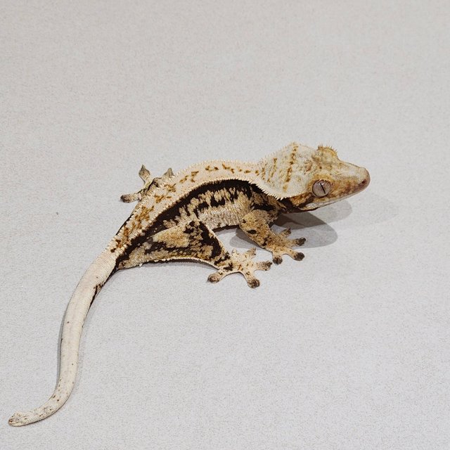 Quad Zengex Full Pinstripe